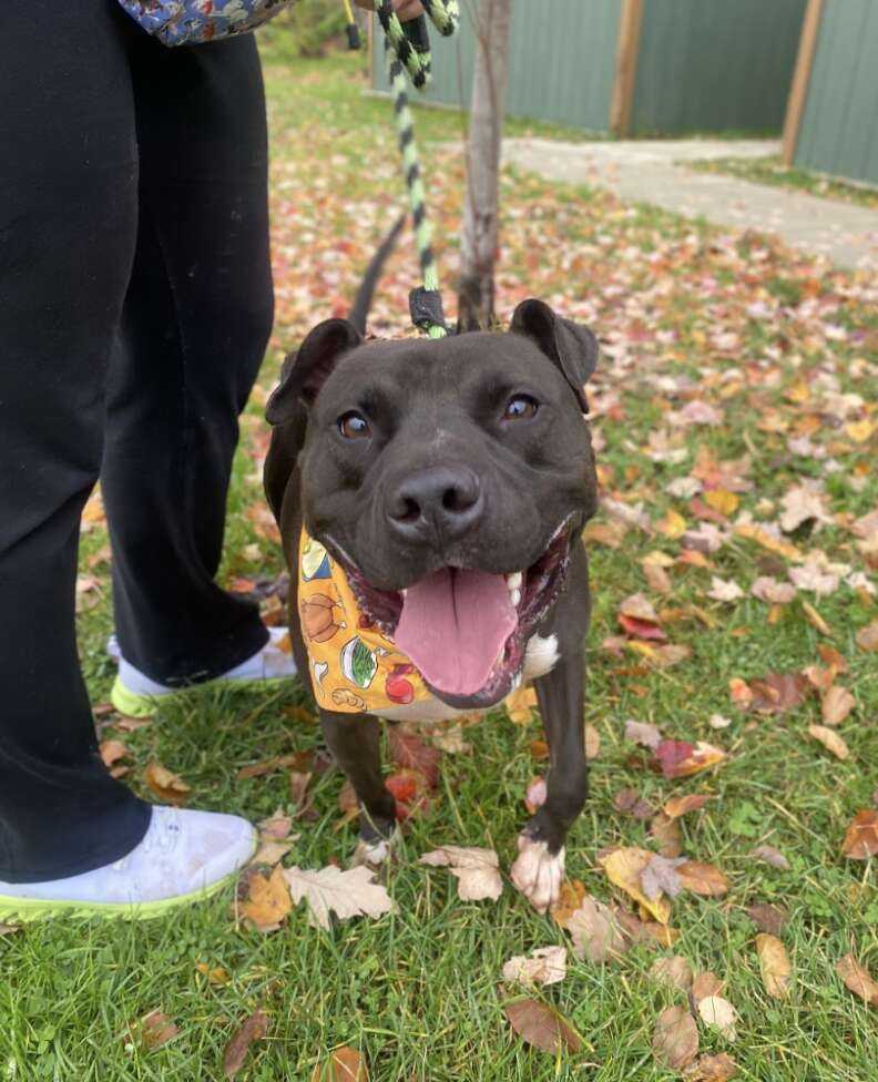Shell Pa Dogs Dog Who’s Spent 886 Days In Shelter Can't Stop Smiling On 'Special Outing'