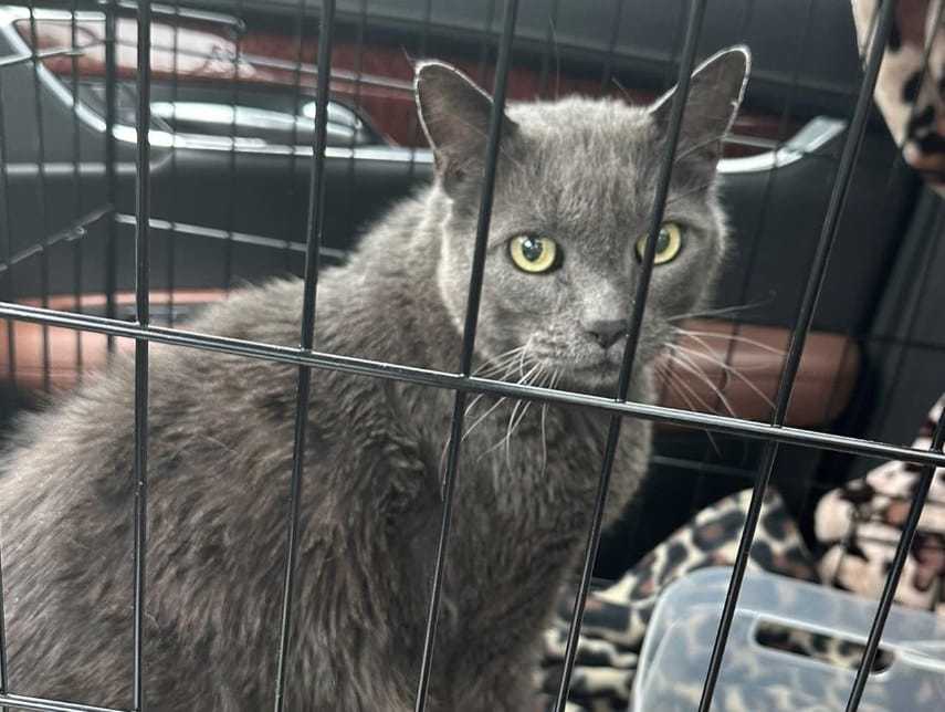 Family gets "miracle," reunites with long-lost cat after five years apart