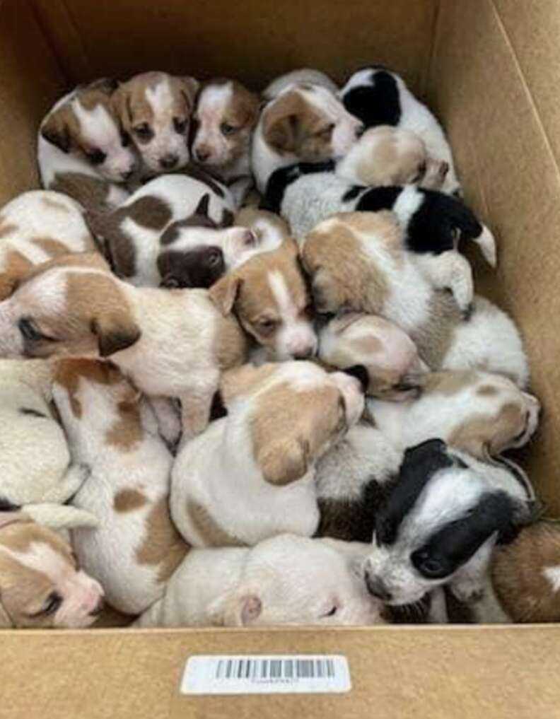 puppies in box 