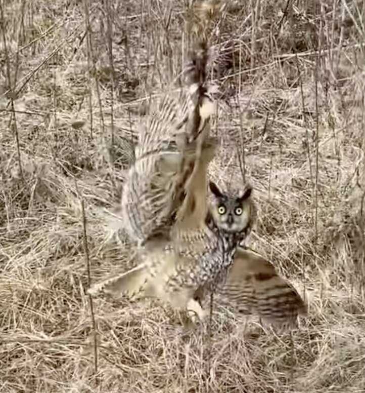 owl hanging from branch 
