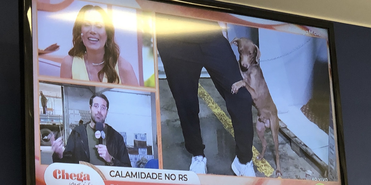 Dog Rescued From Flood Won’t Stop Hugging News Reporter On Live TV