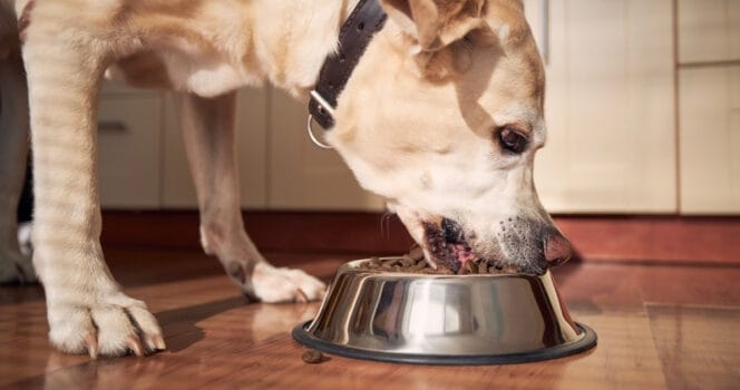 Dog food sold at Walmart recalled for containing "loose metal pieces"