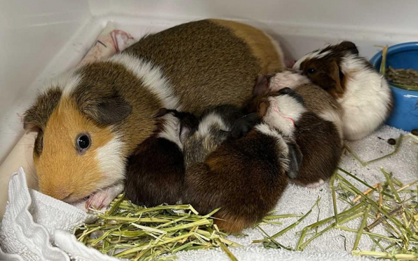 Shelter guinea pig mom gives birth to 10 babies, more than the world record