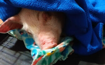 Piglet escapes transport truck, gets rescued by troopers and finds a new forever home