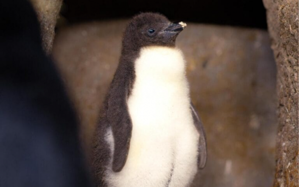 Fort Worth Zoo celebrates first-ever hatching of rockhopper penguin: “major conservation success”