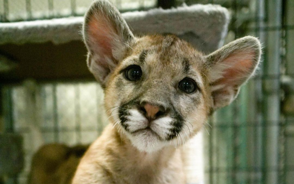 Mother mountain lion’s last act leads to her orphaned cubs being rescued: now they live in sanctuary