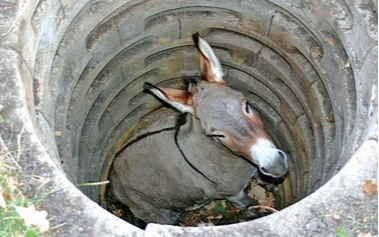 Rescue groups come together to save donkey trapped in sinkhole