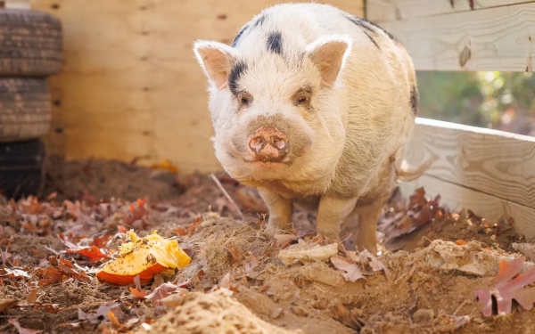 Escaped pig named “Kevin Bacon” home safe after two weeks on the run