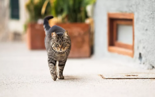 What Is a Feral Cat? How Are They Different Than Stray Cats?