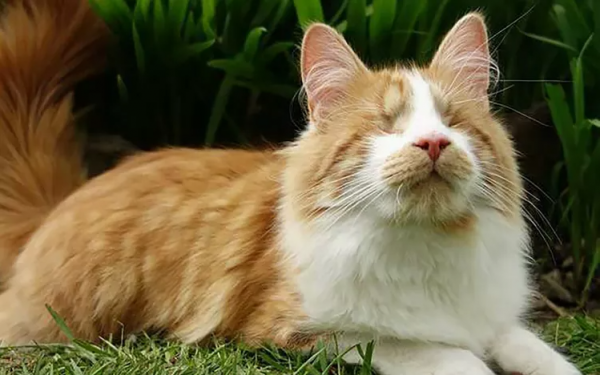 Carrots the Blind Therapy Cat Awarded Medal for Helping Hospice Patients