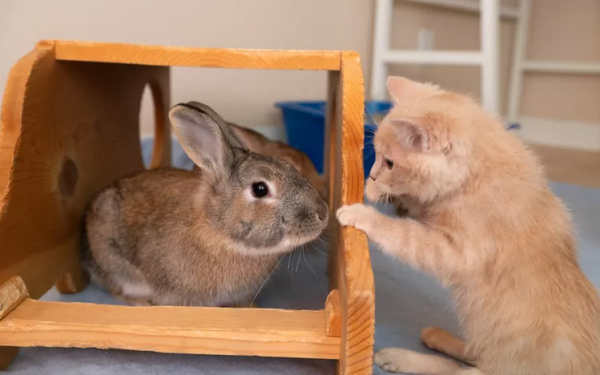 This Kitten Is Learning How To Use His Back Legs After Moving in With a Group of Bunnies