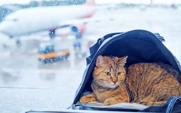 A Complete Guide to Flying With Your Cat on a Plane