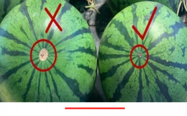 How to find a delicious watermelon