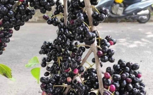 How would city people know what this fruit is!!