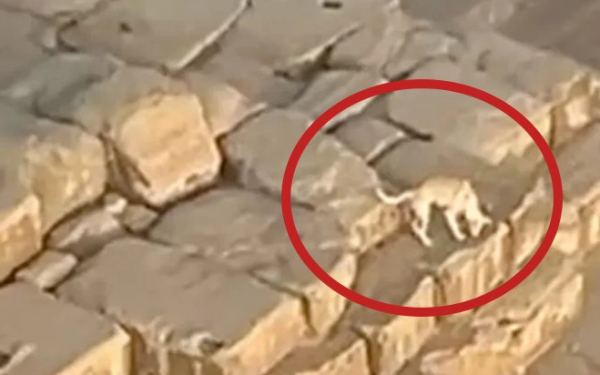 God Anubis appeared on top of the Egyptian Pyramid