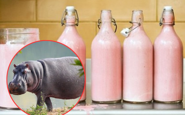 Why is hippo milk pink?