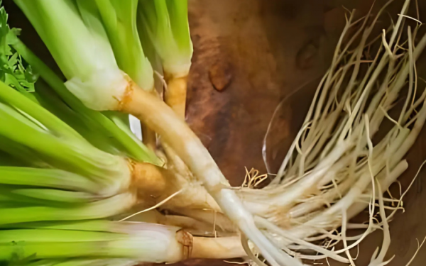 If you cook with the roots of this plant, your dish will be greatly enhanced.