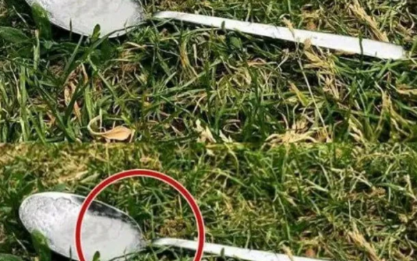 Why you should ALWAYS put spoon of sugar in backyard before leaving home