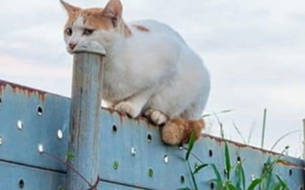 Fact: everyone thought the cat was holding the water pipe.