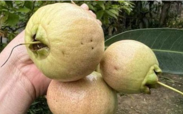 1% of people guessed this fruit