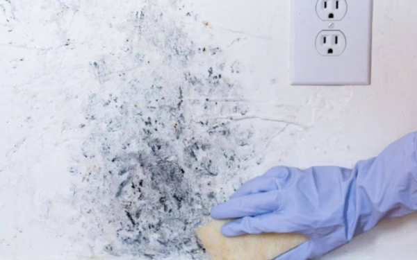 Handle moldy walls early to protect health