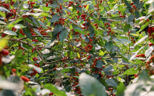 The Unexpected Benefits of Mulberries