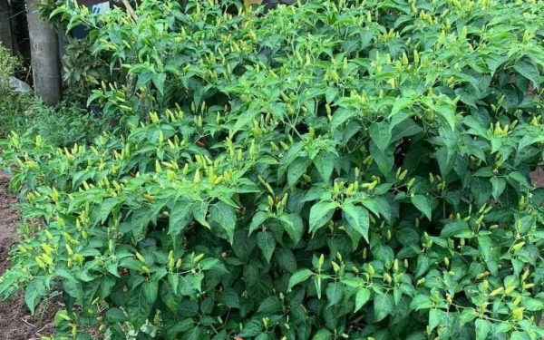 The Amazing Health Benefits of Bird's Eye Chili (Chili Padi)