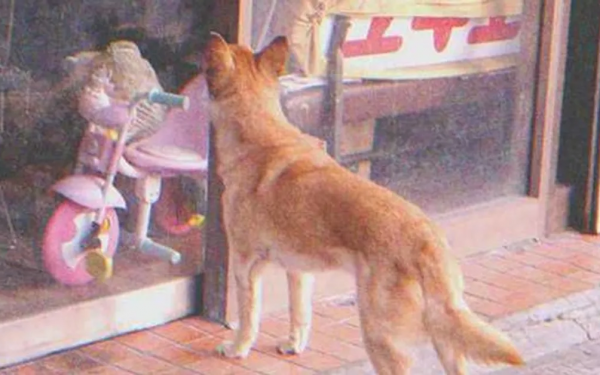 Dog Goes to Closed Store Daily then Leaves, One Evening Poor Boy Notices and Follows It — Story of the Day