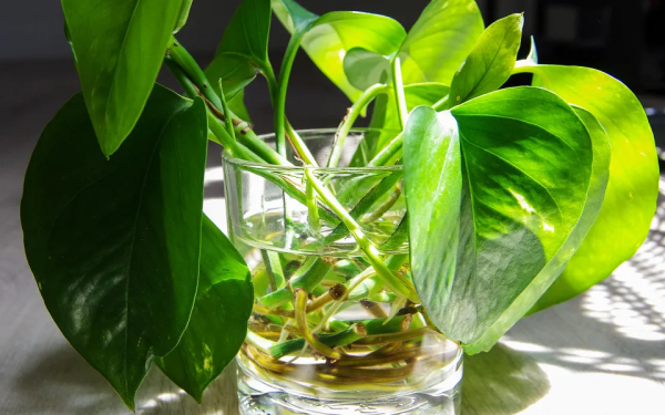 This One Ingredient Might Make Your Plants Propagate Faster – Details